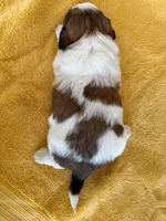 AKCS3-5, a male Shih Tzu for sale in Oxnard, CA – 4 of 8
