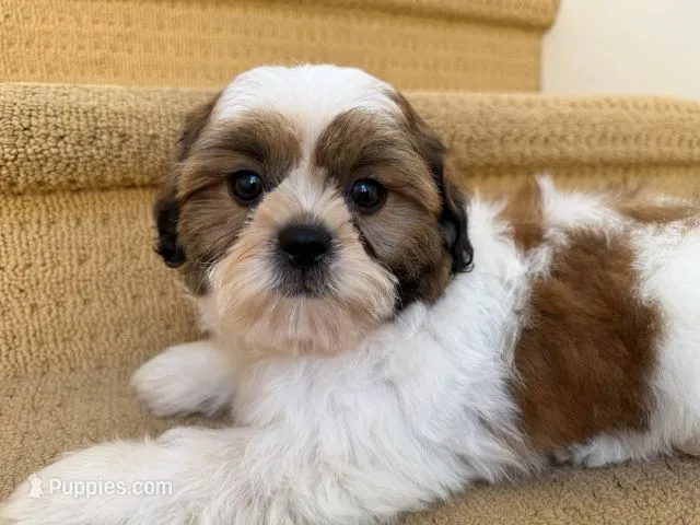 AKCS3-5 – Shih Tzu puppy for sale in Oxnard, CA
