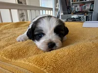 AKCS3-3, a male Shih Tzu for sale in Oxnard, CA – 3 of 8