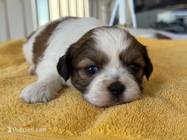 AKCS3-5 – Shih Tzu puppy for sale in Oxnard, CA