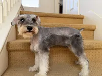 AKCM2-4, a male Miniature Schnauzer for sale in Oxnard, CA – 3 of 8