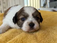 AKCS3-5, a male Shih Tzu for sale in Oxnard, CA – 7 of 8
