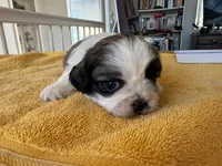 AKCS3-3, a male Shih Tzu for sale in Oxnard, CA – 2 of 8