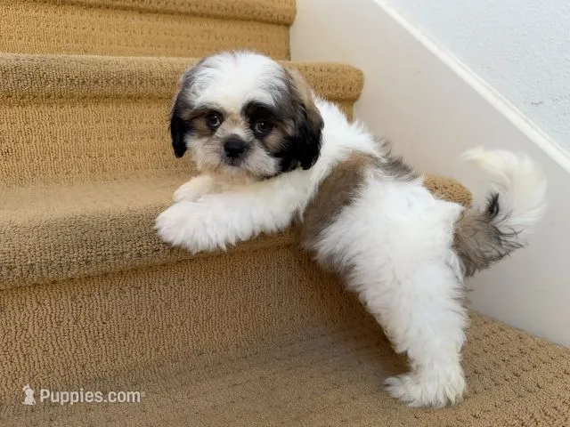 AKCS3-3 – Shih Tzu puppy for sale in Oxnard, CA