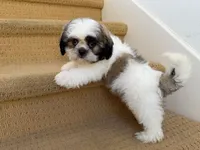 AKCS3-3, a male Shih Tzu for sale in Oxnard, CA – 1 of 8