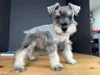 AKCM6-3, a female Miniature Schnauzer for sale in Oxnard, CA – Photo 5 of 8