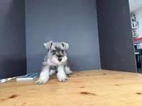 AKCM6-3, a female Miniature Schnauzer for sale in Oxnard, CA – Photo 7 of 8