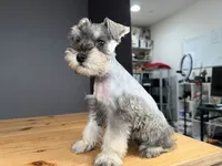 AKCM6-3, a female Miniature Schnauzer for sale in Oxnard, CA – Photo 4 of 8