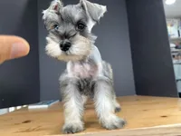 AKCM6-3, a female Miniature Schnauzer for sale in Oxnard, CA – Photo 1 of 8