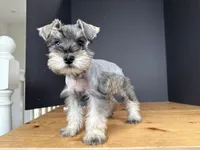 AKCM6-3, a female Miniature Schnauzer for sale in Oxnard, CA – Photo 8 of 8