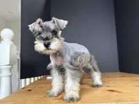 AKCM6-3, a female Miniature Schnauzer for sale in Oxnard, CA – Photo 2 of 8