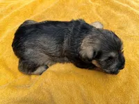 AKCM2-1, a female Miniature Schnauzer for sale in Oxnard, CA – 6 of 8