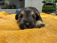 AKCM2-1, a female Miniature Schnauzer for sale in Oxnard, CA – 5 of 8