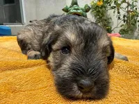 AKCM2-1, a female Miniature Schnauzer for sale in Oxnard, CA – 2 of 8