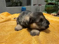AKCM2-1, a female Miniature Schnauzer for sale in Oxnard, CA – 8 of 8