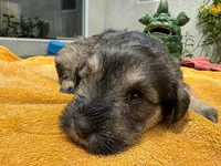 AKCM2-1, a female Miniature Schnauzer for sale in Oxnard, CA – 1 of 8