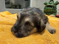 AKCM2-1, a female Miniature Schnauzer for sale in Oxnard, CA – 4 of 8