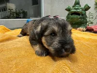 AKCM2-1, a female Miniature Schnauzer for sale in Oxnard, CA – 7 of 8