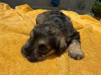 AKCM2-1, a female Miniature Schnauzer for sale in Oxnard, CA – 3 of 8
