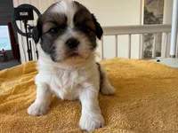 AKCS3-1, a female Shih Tzu for sale in Oxnard, CA – 5 of 8