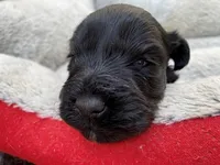AKCM1-4, a male Miniature Schnauzer for sale in Oxnard, CA – Photo 5 of 5