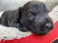 AKCM1-4, a male Miniature Schnauzer for sale in Oxnard, CA – Photo 4 of 5