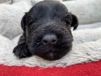 AKCM1-4, a male Miniature Schnauzer for sale in Oxnard, CA – Photo 1 of 5