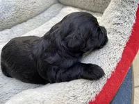 AKCM1-4, a male Miniature Schnauzer for sale in Oxnard, CA – Photo 2 of 5