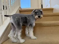 AKCM2-5, a male Miniature Schnauzer for sale in Oxnard, CA – 7 of 8