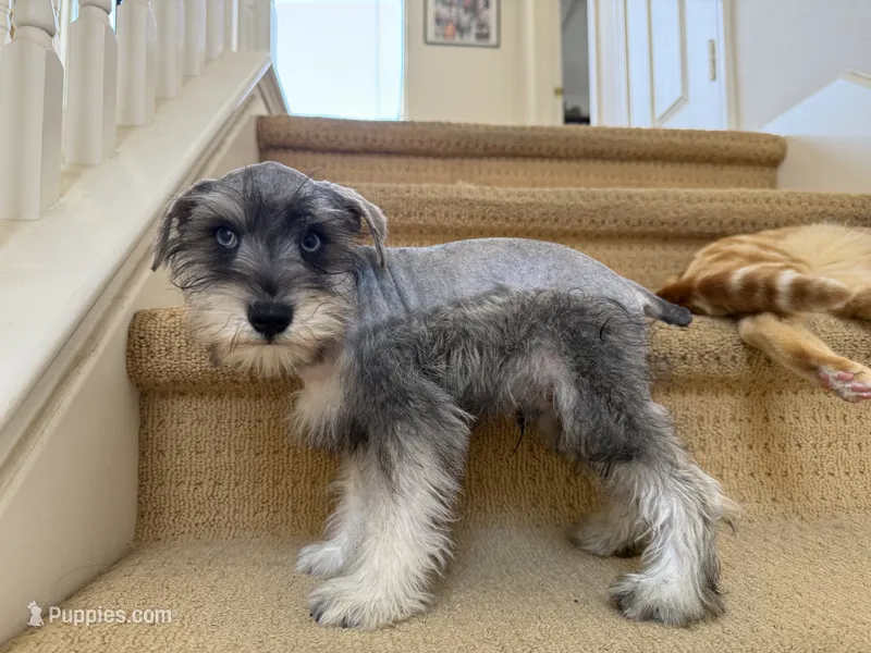 AKCM2-5 – Miniature Schnauzer puppy for sale in Oxnard, CA