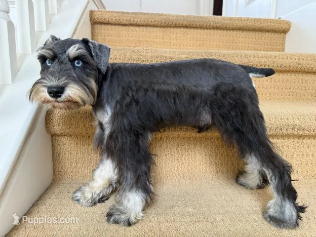 AKCM1-2 – Miniature Schnauzer puppy for sale in Oxnard, CA