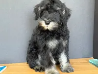 AKCM1-4, a male Miniature Schnauzer for sale in Oxnard, CA – 4 of 7