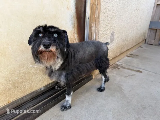 Hay – Miniature Schnauzer puppy for sale in Oxnard, CA