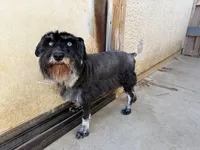 Hay, a female Miniature Schnauzer for sale in Oxnard, CA – 1 of 3