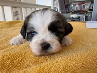 AKCS3-3, a male Shih Tzu for sale in Oxnard, CA – 4 of 8