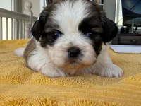 AKCS3-3, a male Shih Tzu for sale in Oxnard, CA – 6 of 8