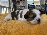 AKC3-4, a male Shih Tzu for sale in Oxnard, CA – 4 of 8
