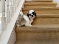 AKCS3-3, a male Shih Tzu for sale in Oxnard, CA – 8 of 8