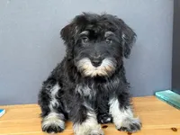 AKCM1-3, a male Miniature Schnauzer for sale in Oxnard, CA – 6 of 6