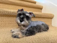 AKCM6-4, a female Miniature Schnauzer for sale in Oxnard, CA – Photo 7 of 8