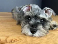 AKCM6-4, a female Miniature Schnauzer for sale in Oxnard, CA – Photo 2 of 8