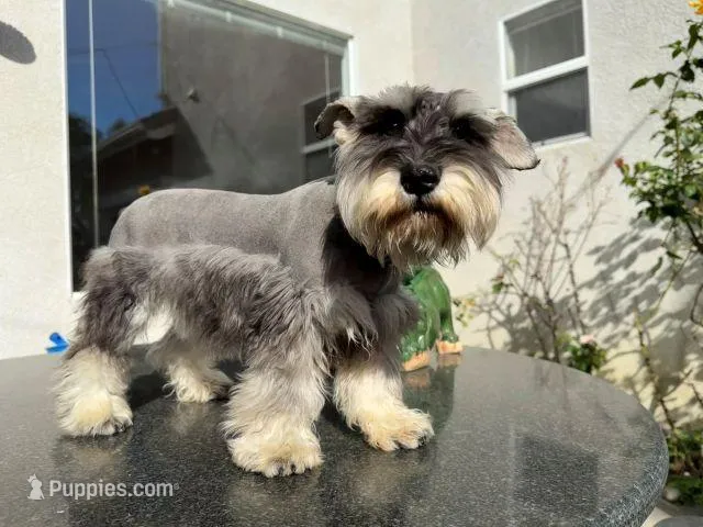 AKCM6-4 – Miniature Schnauzer puppy for sale in Oxnard, CA