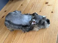 AKCM6-4, a female Miniature Schnauzer for sale in Oxnard, CA – Photo 5 of 8