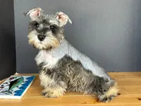 AKCM6-4, a female Miniature Schnauzer for sale in Oxnard, CA – Photo 1 of 8