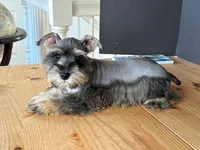 AKCM6-4, a female Miniature Schnauzer for sale in Oxnard, CA – Photo 4 of 8