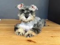 AKCM6-4, a female Miniature Schnauzer for sale in Oxnard, CA – Photo 6 of 8