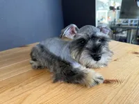 AKCM6-4, a female Miniature Schnauzer for sale in Oxnard, CA – Photo 3 of 8