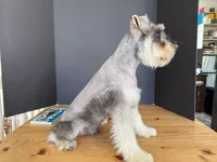 AKCM2-4, a male Miniature Schnauzer for sale in Oxnard, CA – 5 of 8