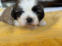 AKCS3-3, a male Shih Tzu for sale in Oxnard, CA – 5 of 8
