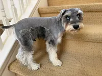 AKCM2-5, a male Miniature Schnauzer for sale in Oxnard, CA – 2 of 8